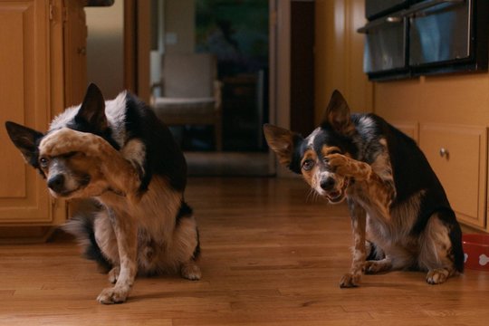 Hunde - Allein zu Haus - Szenenbild 5
