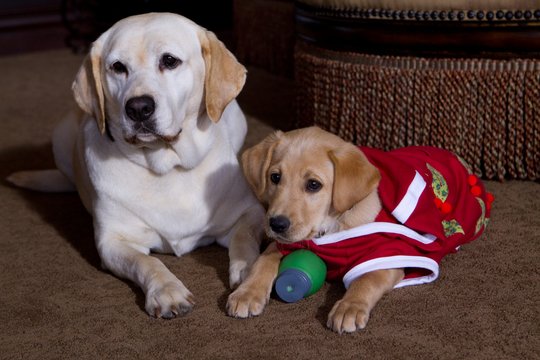 Ein Hund rettet den Weihnachtsurlaub - Szenenbild 2