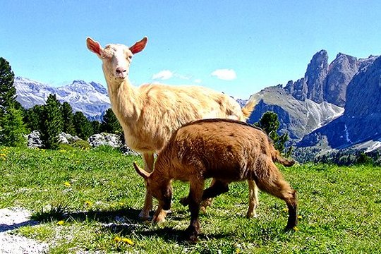 Alpen 3D - Das Paradies Europas - Szenenbild 3