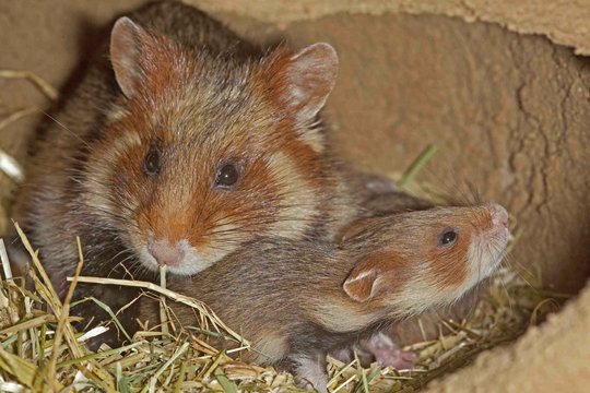 Kornfeld & Wiese - Szenenbild 4