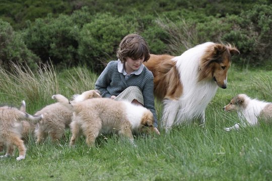 Lassie kehrt zurück - Szenenbild 2