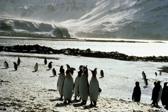 Kongress der Pinguine - Szenenbild 3
