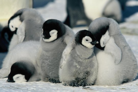 Die Reise der Pinguine - Szenenbild 10