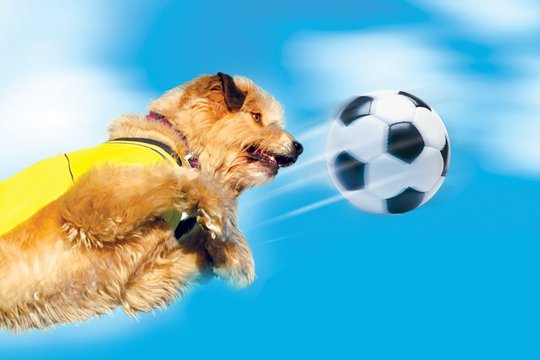 Soccer Cup - Torschütze auf 4 Pfoten - Szenenbild 1