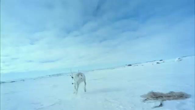 IMAX - Great North - Trailer - Deutsch - SD