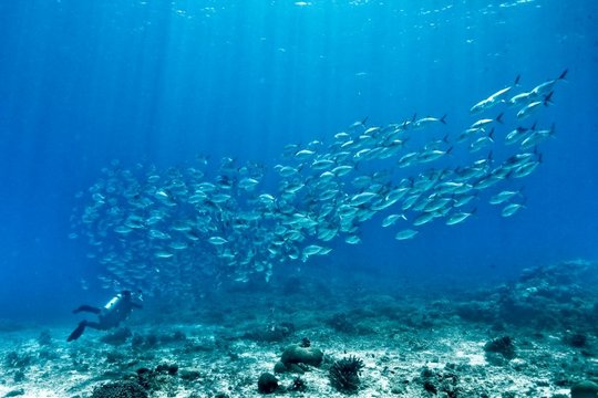 Die unbequeme Wahrheit über unsere Ozeane - Szenenbild 7