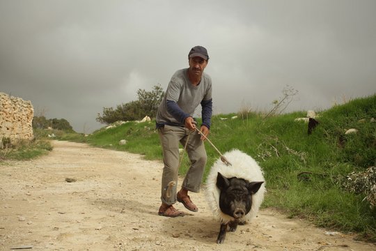 Das Schwein von Gaza - Szenenbild 1