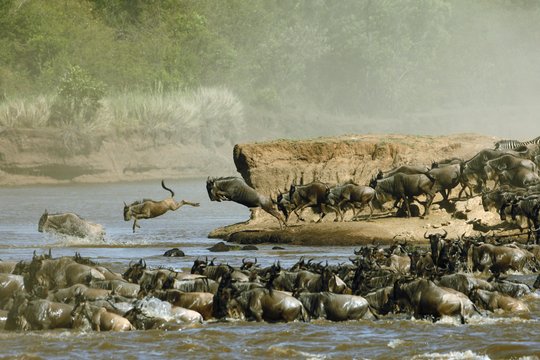 Serengeti - Szenenbild 19