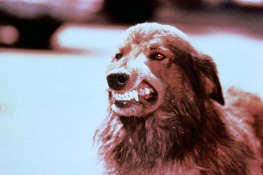 Day of the Animals - Panik in der Sierra Nova - Szenenbild 6