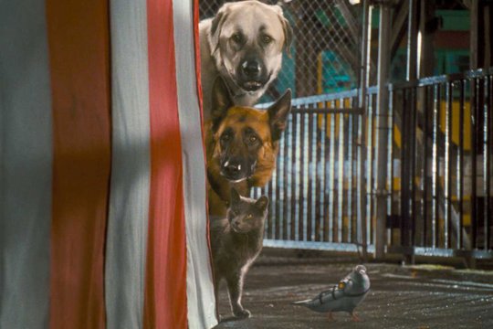 Cats & Dogs 2 - Szenenbild 26