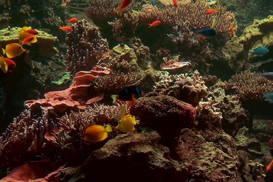 3D Unterwasserwelten - Szenenbild 4