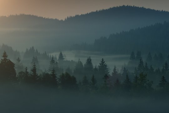 Der wilde Wald - Szenenbild 1