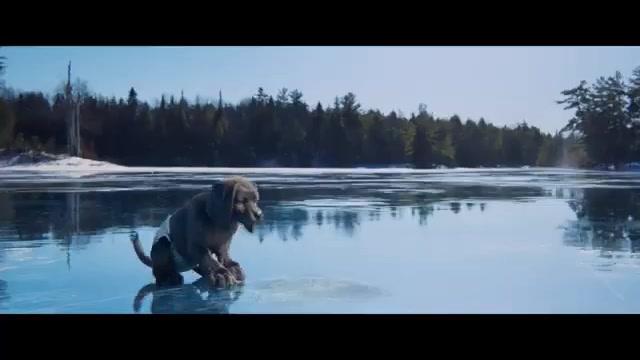 Miau & Wau - Trailer - Deutsch - SD