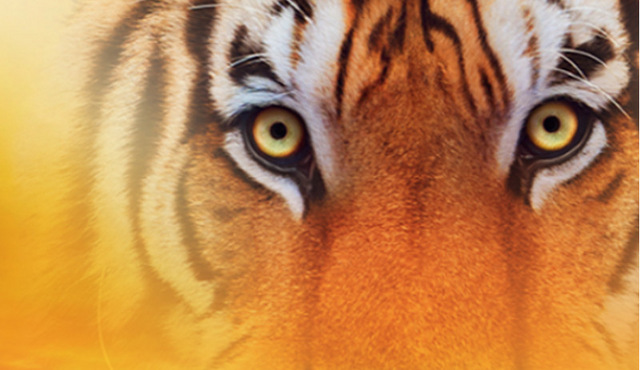Tiger-Collection: Wetzen Sie Ihre Krallen, wir lassen den Tiger raus!
