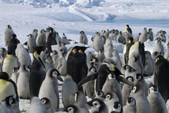 Die verrückte Reise der Pinguine - Szenenbild 5