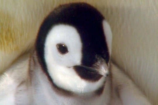 Pinguine - Szenenbild 3