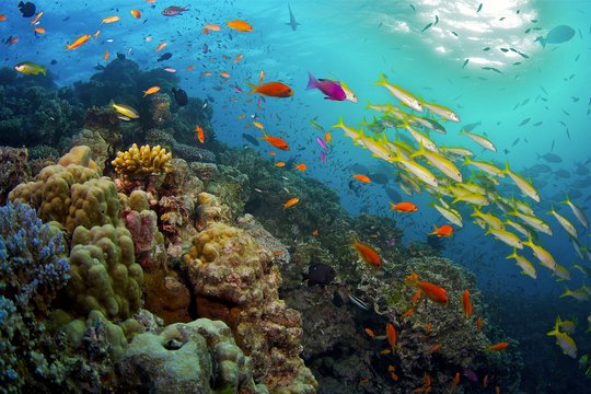 Das Great Barrier Reef - Szenenbild 2
