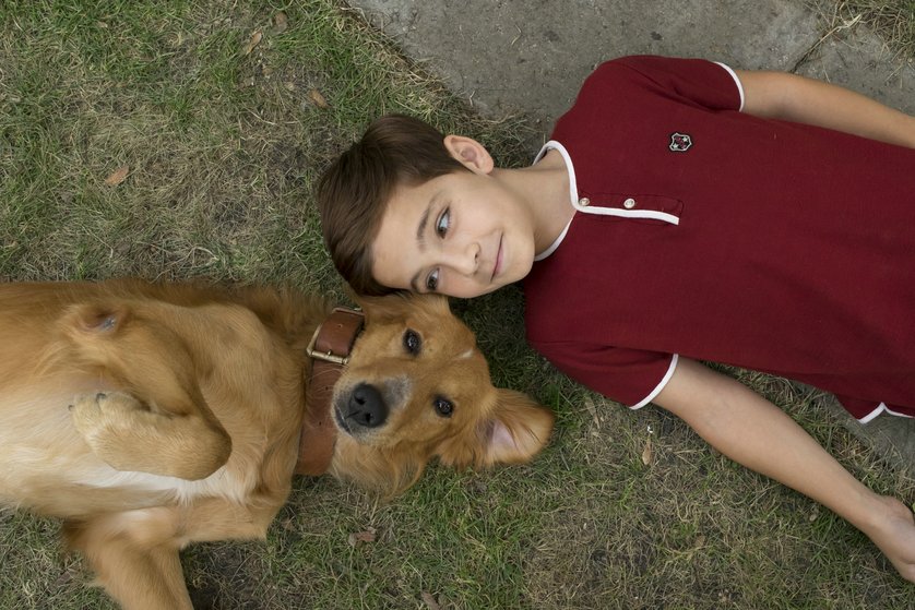 Bailey Ein Freund Furs Leben Netflix