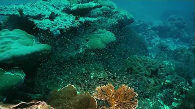 IMAX - The Last Reef - Trailer - Englisch - SD