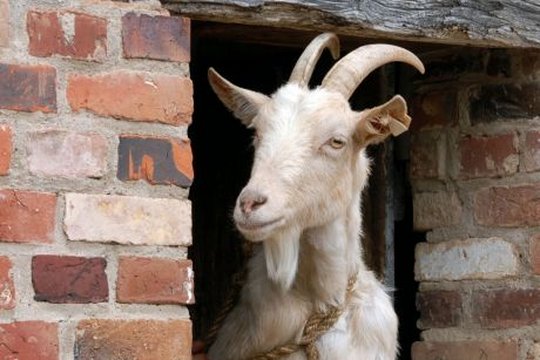 6 auf einen Streich 1 - Tischlein deck dich - Szenenbild 3