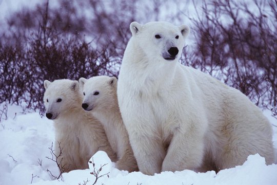 Jäger der Wildnis - Eisbären - Szenenbild 1