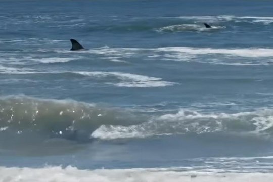Shark Terror - Szenenbild 4