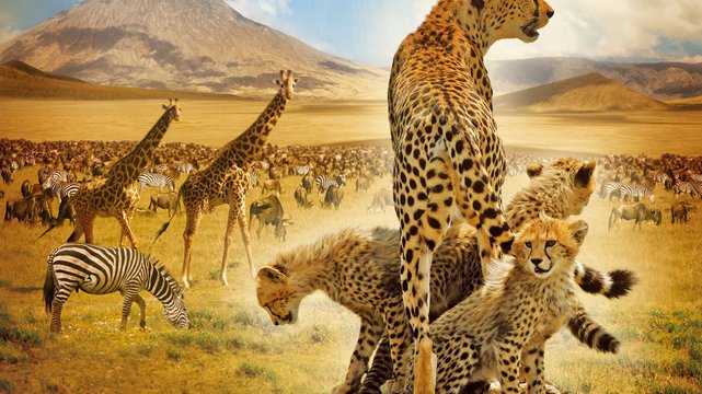 Serengeti - Wallpaper 1