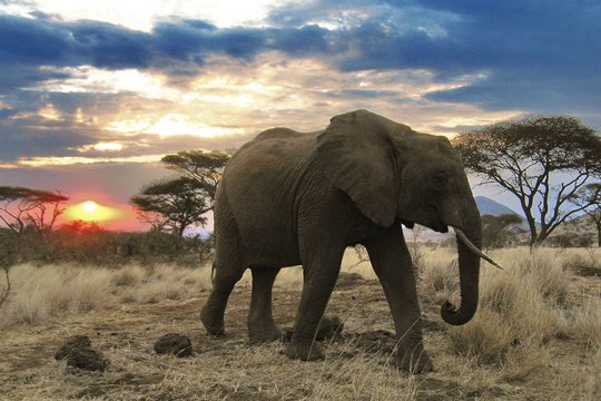 Serengeti - Szenenbild 7