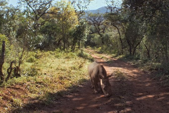 Thabo - Das Nashorn-Abenteuer - Szenenbild 1