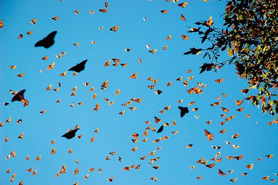 Flug der Schmetterlinge - Szenenbild 2