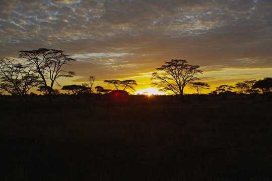 Serengeti - Ein faszinierendes Naturschauspiel - Szenenbild 1