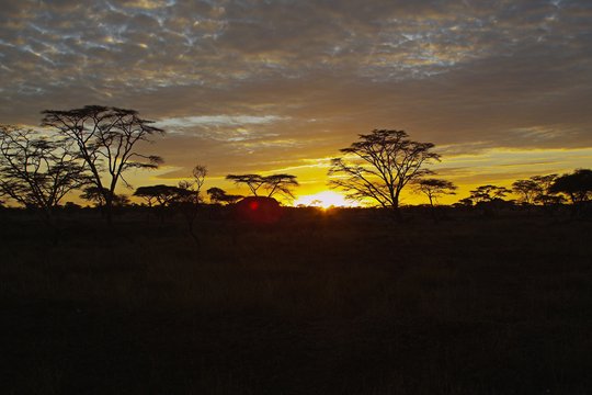 Serengeti - Szenenbild 1