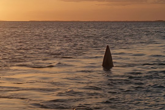 Atomic Shark - Szenenbild 10