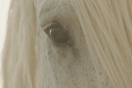 Free Spirit - Mustangs in Gefahr - Szenenbild 3
