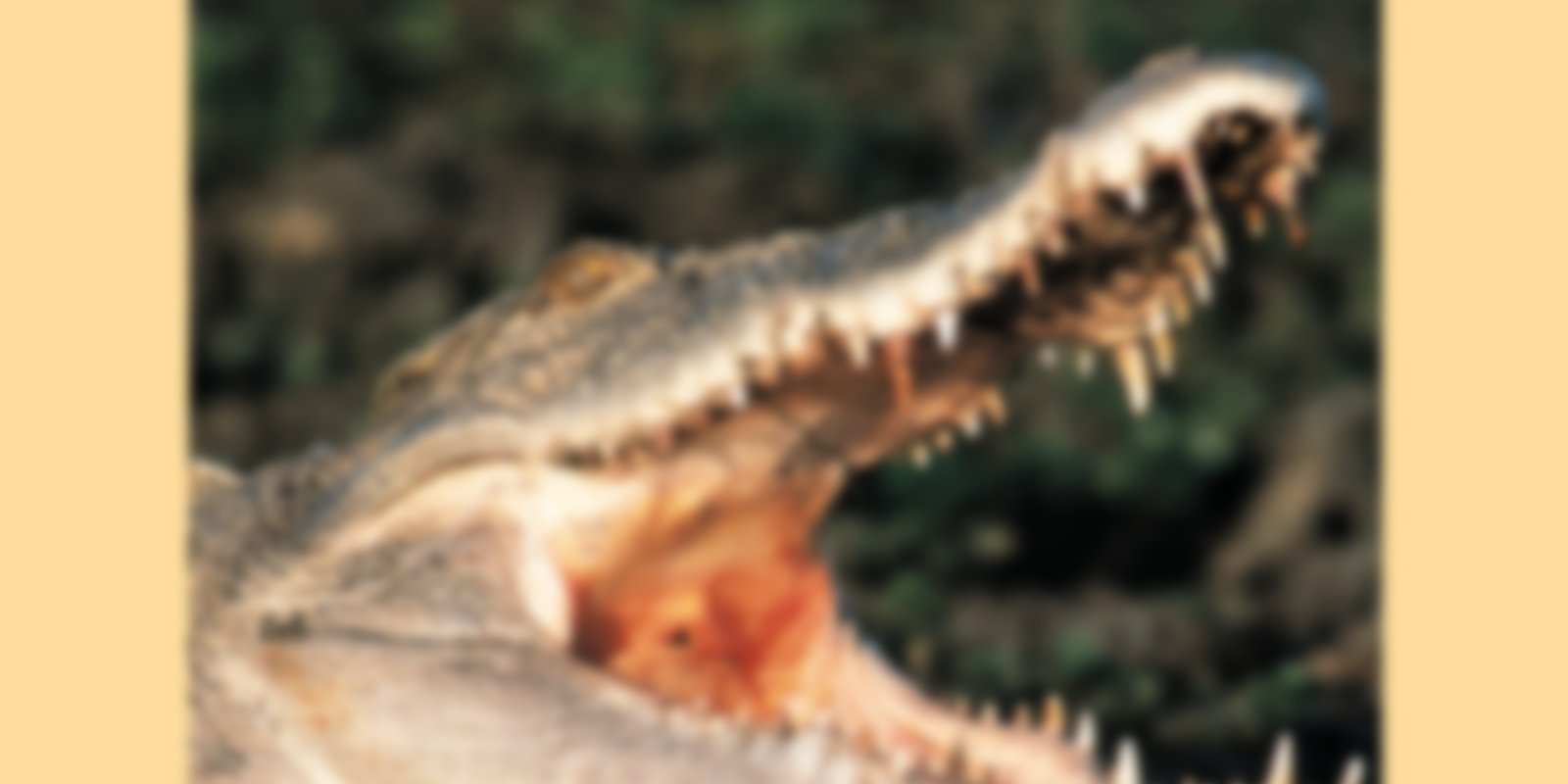 Raubtiere - Krokodile