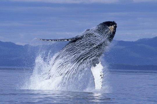 IMAX - Humpback Whales - Szenenbild 2