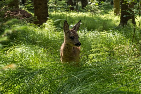 Die Wiese - Ein Paradies nebenan - Szenenbild 2