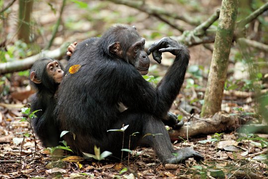 Schimpansen - Szenenbild 4