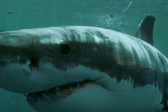 Shark Season - Angriff aus der Tiefe - Szenenbild 8