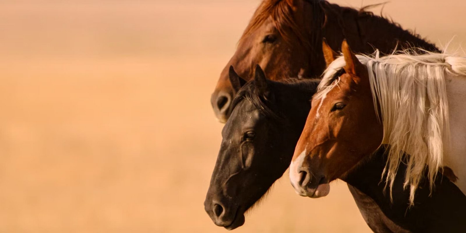 Free Spirit - Mustangs in Gefahr