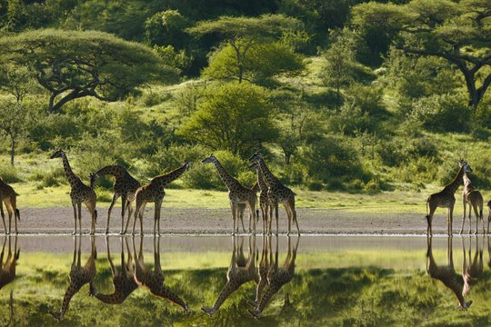 Serengeti - Szenenbild 22
