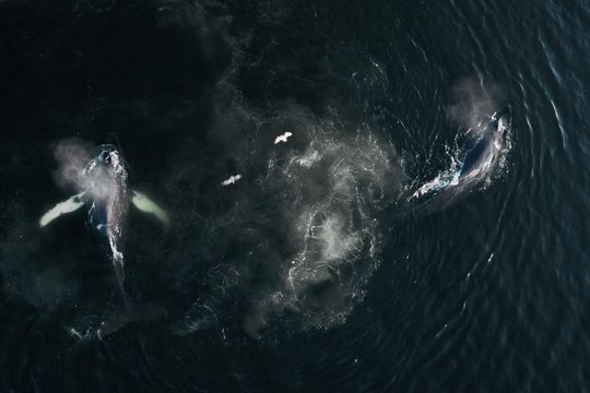 The Whale and the Raven - Szenenbild 4