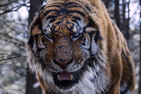 The Tiger - Szenenbild 2