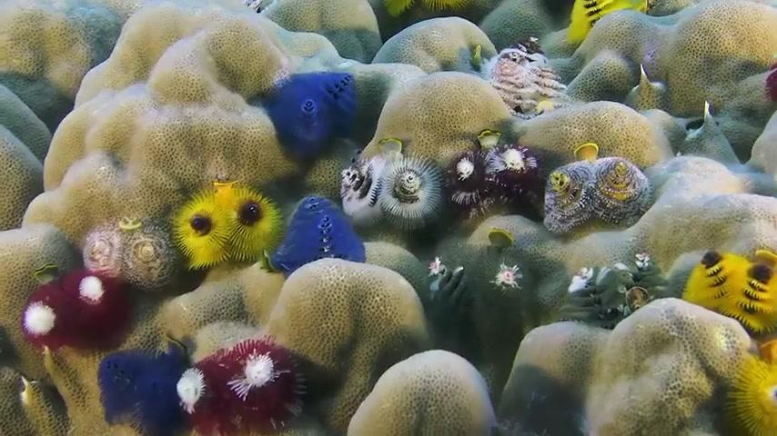 Wonders of the Sea - Trailer - Englisch - SD