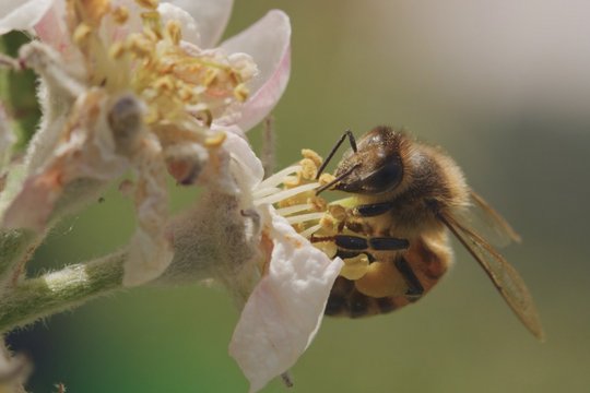 Tagebuch einer Biene - Szenenbild 3