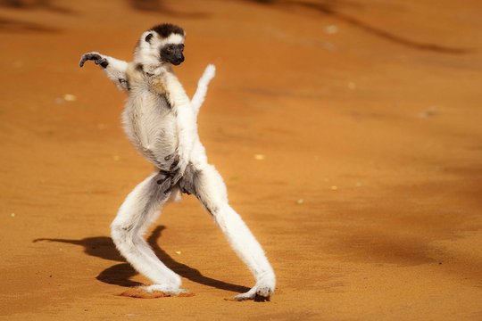 Madagaskar - Szenenbild 2