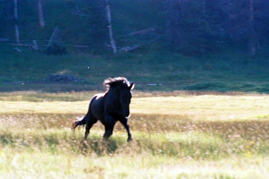 Das Geheimnis des wilden Mustangs - Szenenbild 1