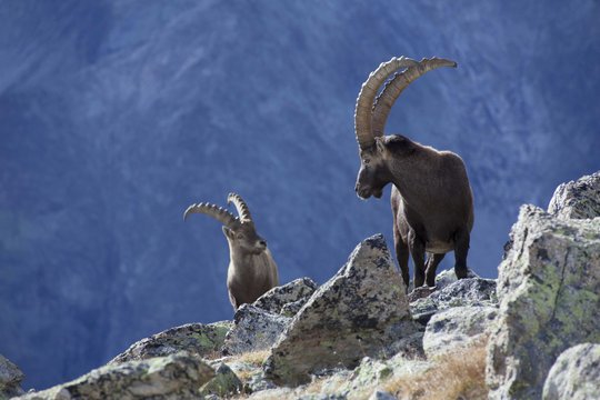 National Geographic - Wilde Alpen - Szenenbild 3