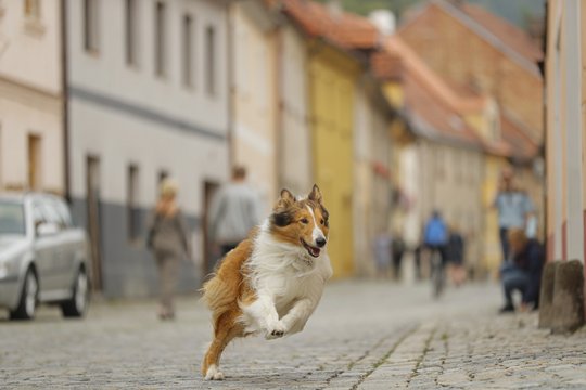 Lassie - Eine abenteuerliche Reise - Szenenbild 5
