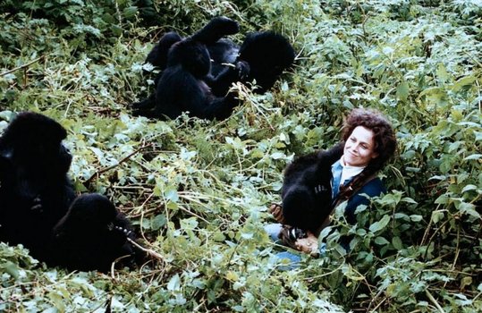 Gorilla Im Nebel
